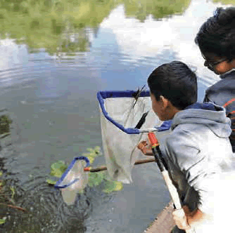 Net fishing at a local pool