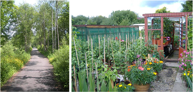 Photos – Left Padiham Greenway and right Allotments