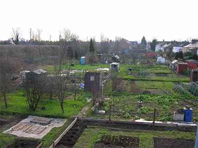 Figure 8.9 Allotments, Bowes Park